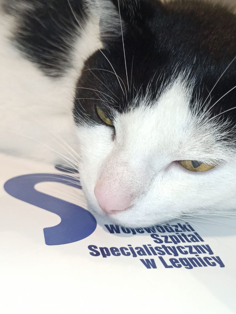 Zdjęcie kota przytulonego do loga i nazwy Szpitala